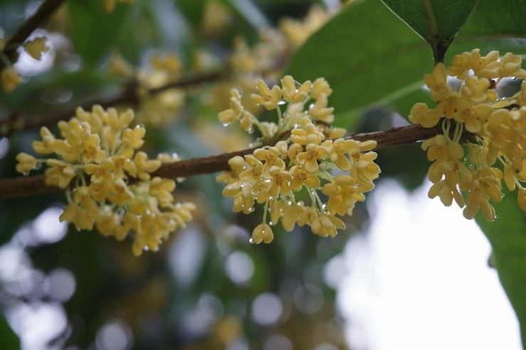 Cvet osmantusa - čest sastojak parfema